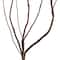 Natural Curly Willow by Ashland&#xAE;